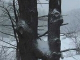 double-h-trees