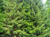 evergreens-queensbury