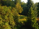trees
